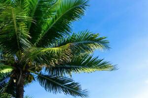 Palme Bäume oder Kokosnuss Bäume gegen das Blau Himmel foto