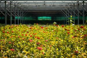 Blumen in einem Gewächshaus foto