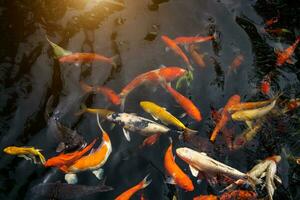 schick Karpfen oder namens Koi Fisch Schwimmen im Karpfen Teich. foto