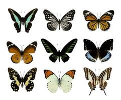 einstellen von Schmetterling isoliert auf Weiß foto