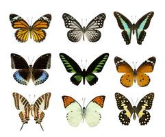 einstellen von Schmetterling isoliert auf Weiß foto