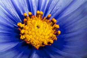 Blau Kosmos Blume schließen oben foto