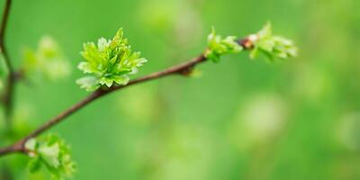 Frühling jung Zweig mit Blätter. hell Grün Makro Foto mit fein Schwerpunkt Teil und Bokeh.