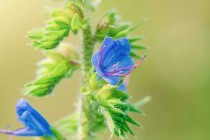 ein Blume mit Blau Blütenblätter und Rosa Staubblätter auf ein verschwommen Grün Hintergrund. Blühen Blume. foto