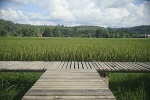 das hölzern Gehweg im das schön Grün asiatisch Landwirtschaft Reis Feld Plantage, reichlich Korn Produkte zum frisch organisch Lebensmittel, glühen zum Ernte, kultiviert Land, und natürlich Hintergrund Textur. foto