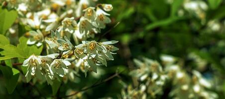 deutzia crenata Blumen japanisch Schnee Blume , schlank Deutzie. verschwommen Deutzie, deutzia doppelt blühte im blühen foto