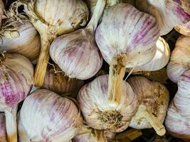 Knoblauch Stapel Hintergrund. frisch geerntet Knoblauch auf Markt Tabelle Nahansicht Foto. Vitamin gesund Essen würzen Bild. Stapel von Knoblauch Köpfe. oben Sicht. groß Stapel von Rosa Knoblauch Glühbirnen foto