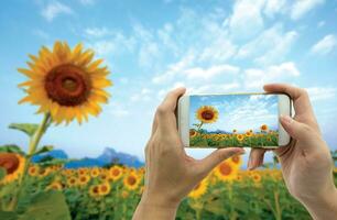 Hand nehmen Bild von Sonnenblumen Feld von Smartphone foto