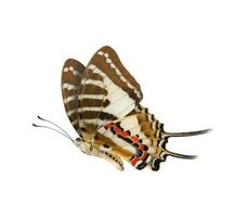 Schmetterling niedriger Flügel Profil isoliert Über Weiß Hintergrund foto