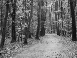 Herbst Zeit im ein Deutsche Wald foto