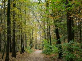 Herbst Zeit im ein Deutsche Wald foto