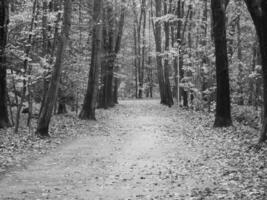 Herbst Zeit im ein Deutsche Wald foto