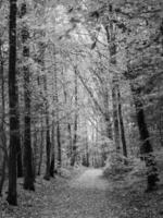 Herbst Zeit im ein Deutsche Wald foto