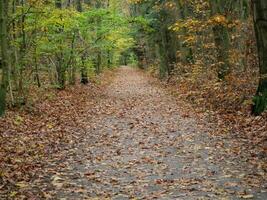 Herbst Zeit im ein Deutsche Wald foto