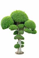 Bonsai Baum elegant auf Weiß Hintergrund foto