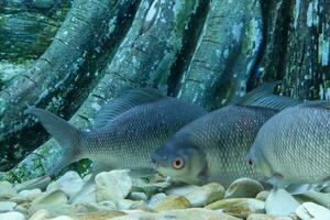 größer knöchern- Lippen Widerhaken im das Aquarium, schließen oben von ein frisches Wasser Fisch foto