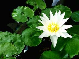 schließen oben schön Weiß Lotus oder Wasser Lilie auf das Wasser und Grün Blätter Hintergrund mit Kopieren Raum. foto