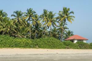Kokosnuss Bäume auf Ozean Küste in der Nähe von tropisch Hütte oder öffnen Cafe auf Strand mit Sonnenliegen foto