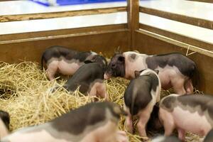 Miniatur Schwein Haustier im das Heu Käfig foto