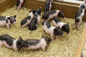 Miniatur Schwein Haustier im das Heu Käfig foto