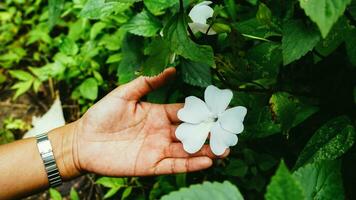 Frau Hand mit halten klein Blumen im das Center von Grün Hintergrund, oben Sicht. minimal eben legen Komposition von schön Blühen mit Grün Blätter. foto