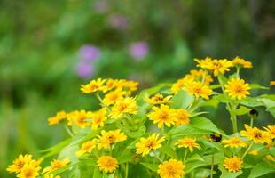 das Blumen von melampodium divaricatum ebenfalls bekannt wie hierba Aguada, goldener Knopf foto