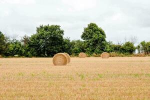 Ballen von Heu im ein Feld foto