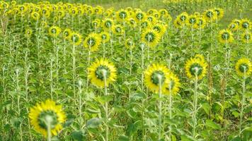 zurück von Sonnenblume Feld natürlich Hintergrund. Sonnenblume Blühen. foto