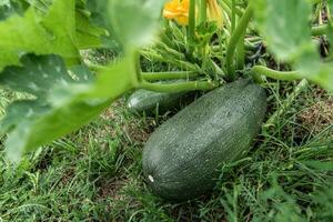 Grün Zucchini wächst auf ein Garten Bett. foto