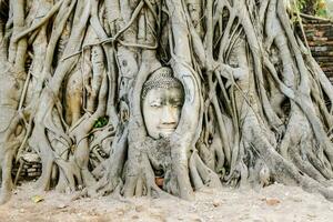 ein Buddha Kopf ist im das Wurzeln von ein Baum foto