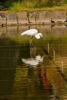 ein Weiß Vogel ist Stehen im das Wasser foto