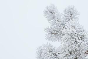 Fichte Geäst und Nadeln im das Schnee. Nahansicht foto