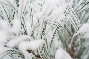 ein Kiefer Pfote ist bedeckt mit flauschige Schnee im Winter. foto