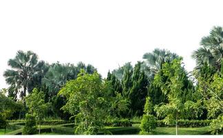 Grün Bäume isoliert auf Weiß Hintergrund.sind Wald und Laub im Sommer- zum beide Drucken und Netz Seiten mit Schnitt Pfad und Alpha Kanal. foto