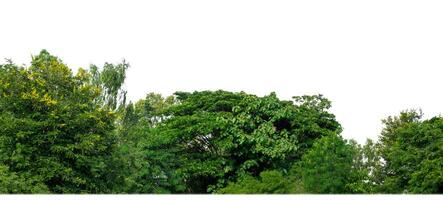 Grün Bäume isoliert auf Weiß Hintergrund.sind Wald und Laub im Sommer- zum beide Drucken und Netz Seiten mit Schnitt Pfad und Alpha Kanal. foto