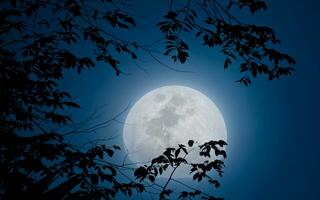 Baum Silhouette und das Mond. Nacht Himmel Hintergrund foto