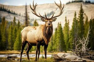 ai generiert Hirsch im das Wald. Tierwelt Szene. 3d Wiedergabe, Stier Elch im Strom, ai generiert foto