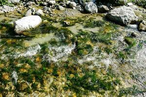 ein Strom von Wasser mit Felsen und Algen foto