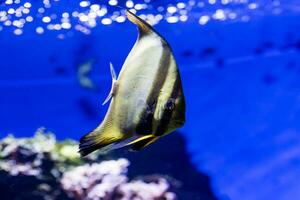 Fisch im Wasser. aquatische Kreatur. Wasserwelt. Meeres-, Ozean-, See- und Flussfauna. Zoo und Zoologie. foto