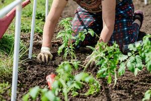 ein Alten Frau ist Pflanzen Tomate Sämlinge im ihr Gemüse Garten im das Dorf foto