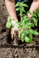 ein Alten Frau ist Pflanzen Tomate Sämlinge im ihr Gemüse Garten im das Dorf foto