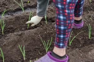 ein Alten Frau ist Pflanzen jung Zwiebel Sämlinge im ihr Garten im das Dorf foto