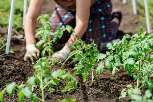 ein Alten Frau ist Pflanzen Tomate Sämlinge im ihr Gemüse Garten im das Dorf foto