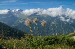 Heilige Martin, Alpage de l'a Vieille, Wallis, Schweiz foto