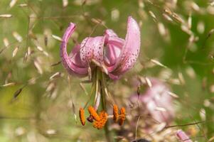 Lilium Martagon, Loire, Frankreich foto