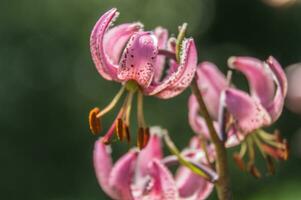 Lilium Martagon, Loire, Frankreich foto