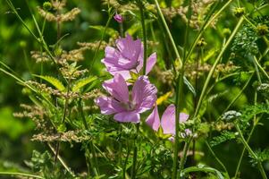 Blumen, Heiliger Etienne, Loire, Frankreich foto