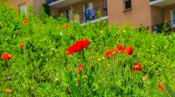 Blumen, Heiliger Etienne, Loire, Frankreich foto