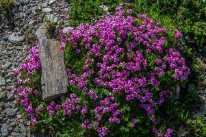 See clausis Ceillac inqeyras im hoch Alpen im Frankreich foto