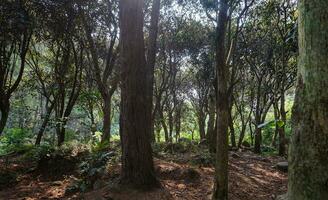 Hintergrund Über das Kiefer Wald im Bedengan, Malang, Indonesien foto